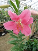 [4232 Nervi No02.JPG]